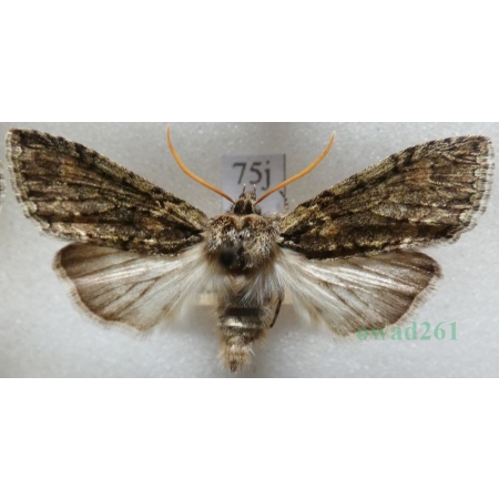 Polyploca ridens (Fabricius, 1787) Przestrożnica śmieszka Czech75j